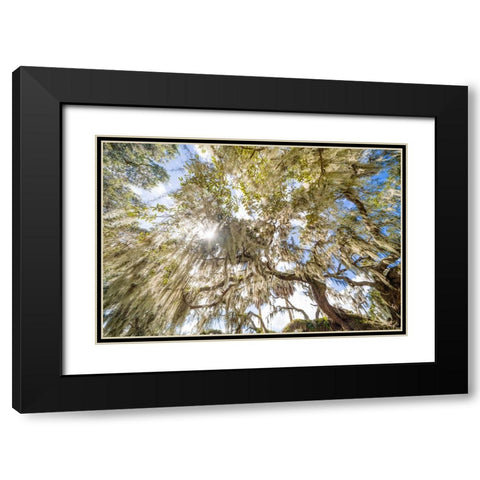 Spanish Moss 2 Black Modern Wood Framed Art Print with Double Matting by Malone, Will