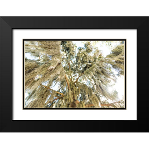 Spanish Moss 3 Black Modern Wood Framed Art Print with Double Matting by Malone, Will