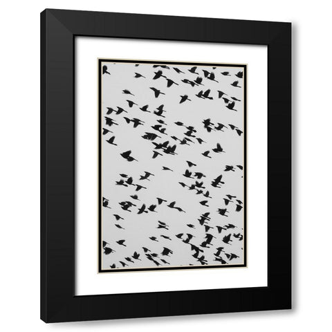 The Birds Black Modern Wood Framed Art Print with Double Matting by Malone, Will