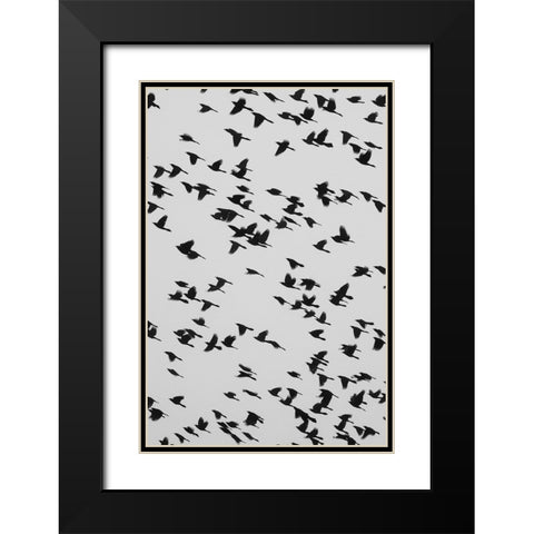The Birds Black Modern Wood Framed Art Print with Double Matting by Malone, Will
