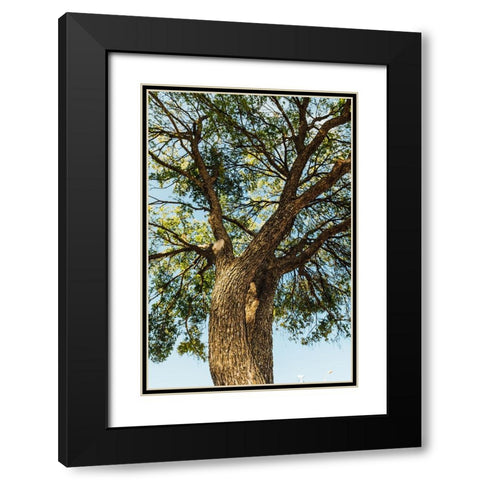 Hill Country 2 Black Modern Wood Framed Art Print with Double Matting by Malone, Will