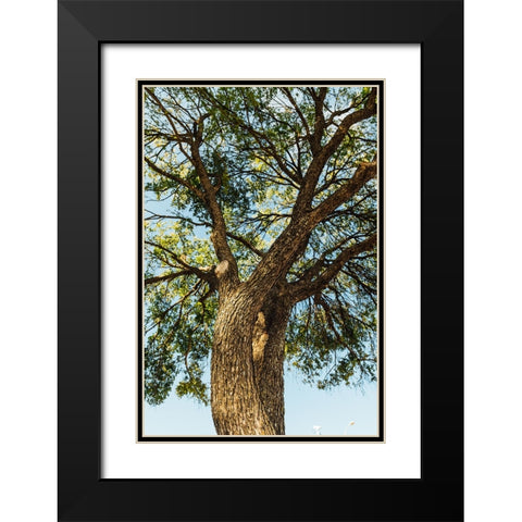 Hill Country 2 Black Modern Wood Framed Art Print with Double Matting by Malone, Will