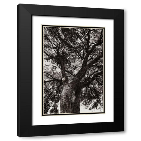 Sepia Tree Black Modern Wood Framed Art Print with Double Matting by Malone, Will