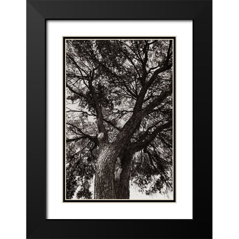 Sepia Tree Black Modern Wood Framed Art Print with Double Matting by Malone, Will
