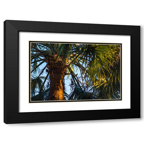 Bird of Paradise Black Modern Wood Framed Art Print with Double Matting by Malone, Will