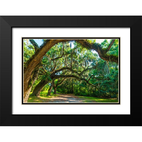 St Helena Trees Black Modern Wood Framed Art Print with Double Matting by Malone, Will