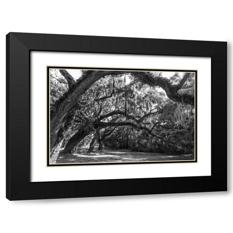 St Helena Trees BW Black Modern Wood Framed Art Print with Double Matting by Malone, Will
