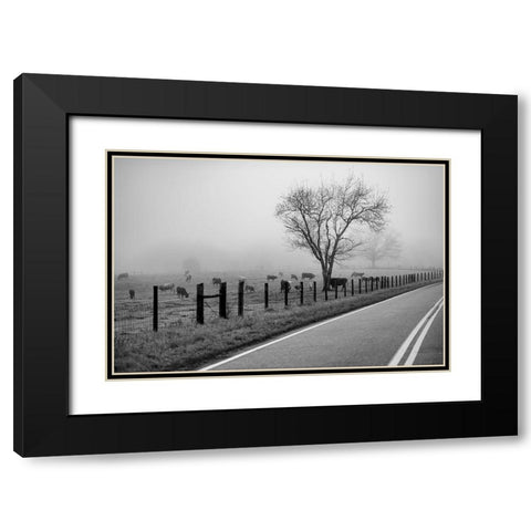 Cows in Fog Black Modern Wood Framed Art Print with Double Matting by Malone, Will