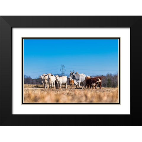 Drawing a Crowd 2 Black Modern Wood Framed Art Print with Double Matting by Malone, Will