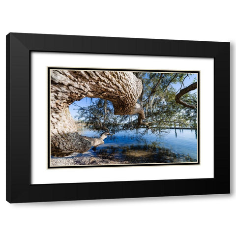 Branching Out Black Modern Wood Framed Art Print with Double Matting by Malone, Will