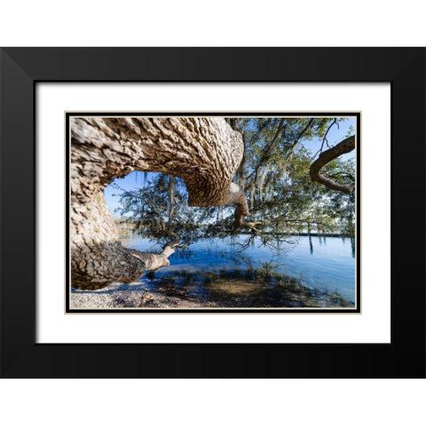 Branching Out Black Modern Wood Framed Art Print with Double Matting by Malone, Will