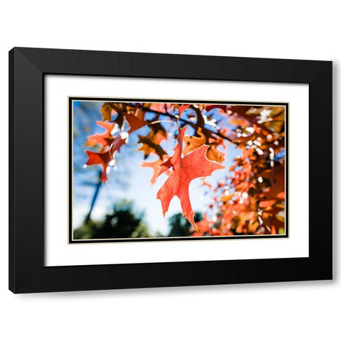Fall Leaf Black Modern Wood Framed Art Print with Double Matting by Malone, Will