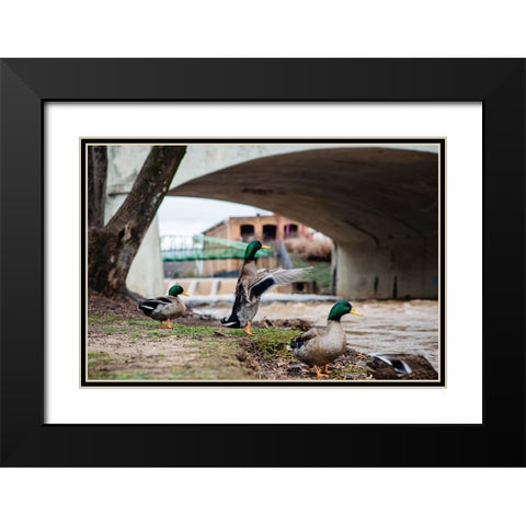 Falls Park Ducks Black Modern Wood Framed Art Print with Double Matting by Malone, Will