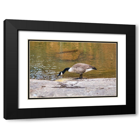 Hungry Black Modern Wood Framed Art Print with Double Matting by Malone, Will