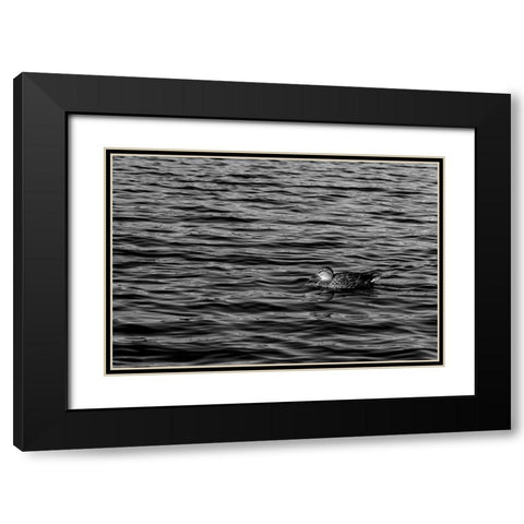Monochromatic Duck Black Modern Wood Framed Art Print with Double Matting by Malone, Will