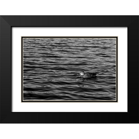Monochromatic Duck Black Modern Wood Framed Art Print with Double Matting by Malone, Will