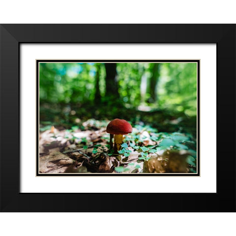Shrooms Black Modern Wood Framed Art Print with Double Matting by Malone, Will