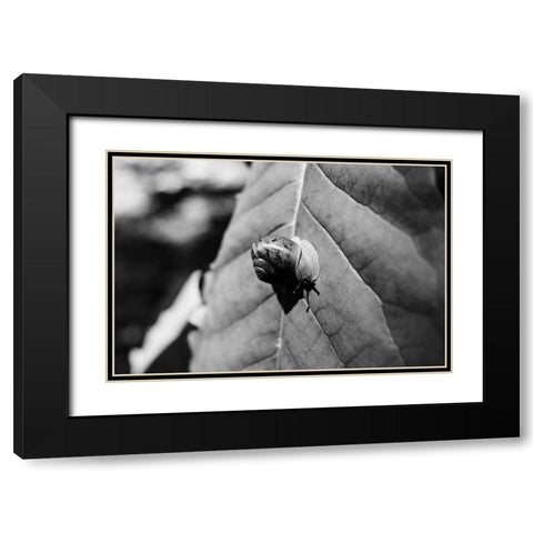 Yellow Branch Snail 3 Black Modern Wood Framed Art Print with Double Matting by Malone, Will