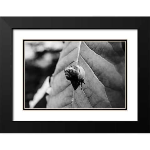 Yellow Branch Snail 3 Black Modern Wood Framed Art Print with Double Matting by Malone, Will