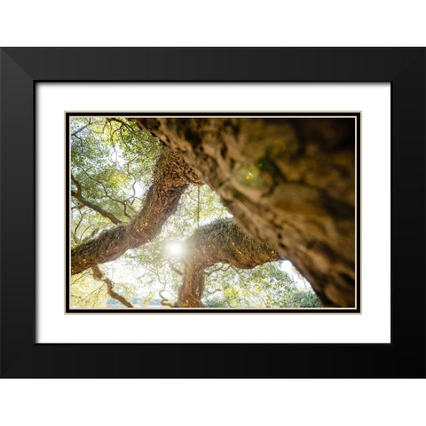 Big Oak 8 Black Modern Wood Framed Art Print with Double Matting by Malone, Will