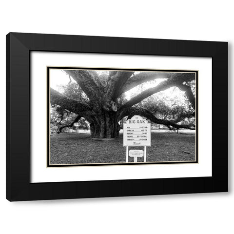 Big Oak Vintage Black Modern Wood Framed Art Print with Double Matting by Malone, Will