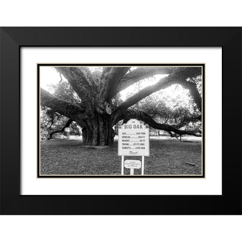 Big Oak Vintage Black Modern Wood Framed Art Print with Double Matting by Malone, Will