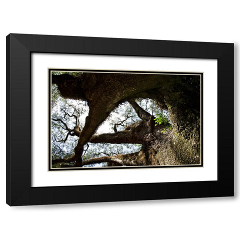 bigoak copy Black Modern Wood Framed Art Print with Double Matting by Malone, Will