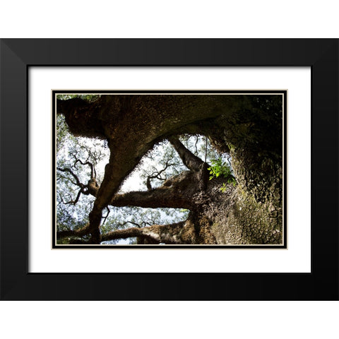 bigoak copy Black Modern Wood Framed Art Print with Double Matting by Malone, Will