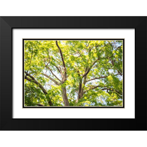 Blowing Leaves Black Modern Wood Framed Art Print with Double Matting by Malone, Will