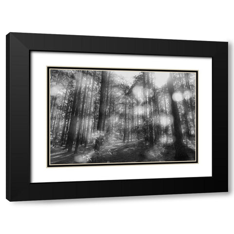 Blurry Forest BW Black Modern Wood Framed Art Print with Double Matting by Malone, Will