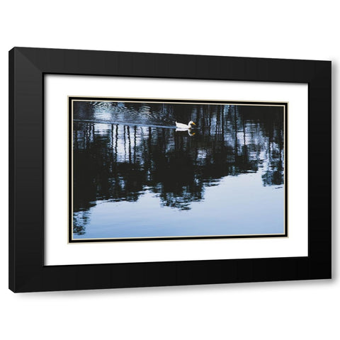Cherokee Lake Duck Black Modern Wood Framed Art Print with Double Matting by Malone, Will