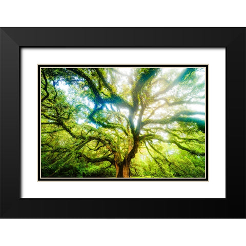 Dream Tree 3 Black Modern Wood Framed Art Print with Double Matting by Malone, Will