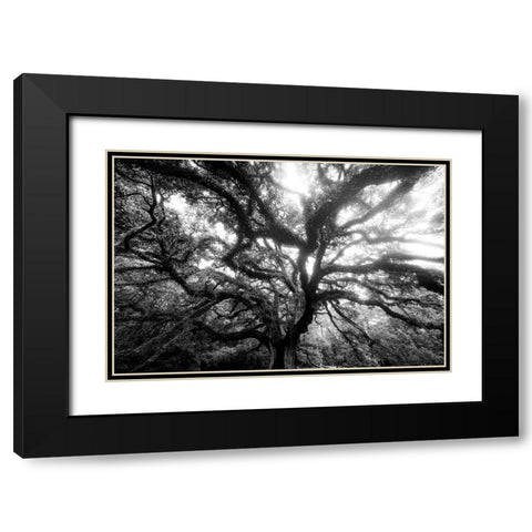 Dream Tree Monochrome Black Modern Wood Framed Art Print with Double Matting by Malone, Will