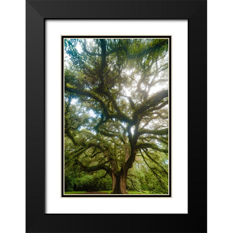 Dream Tree Vertical Black Modern Wood Framed Art Print with Double Matting by Malone, Will
