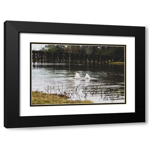 Duck Tails Black Modern Wood Framed Art Print with Double Matting by Malone, Will
