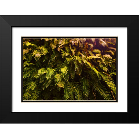 Fern Black Modern Wood Framed Art Print with Double Matting by Malone, Will