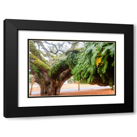 Fern 2 Black Modern Wood Framed Art Print with Double Matting by Malone, Will