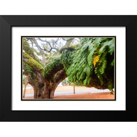 Fern 2 Black Modern Wood Framed Art Print with Double Matting by Malone, Will