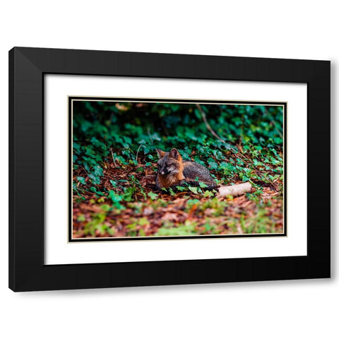 Fox Black Modern Wood Framed Art Print with Double Matting by Malone, Will