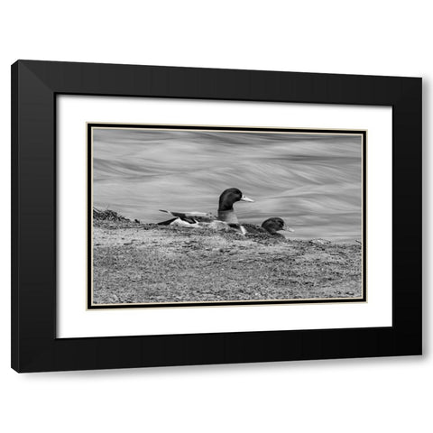 Monochrome Duck 3 Black Modern Wood Framed Art Print with Double Matting by Malone, Will