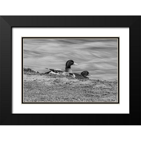 Monochrome Duck 3 Black Modern Wood Framed Art Print with Double Matting by Malone, Will