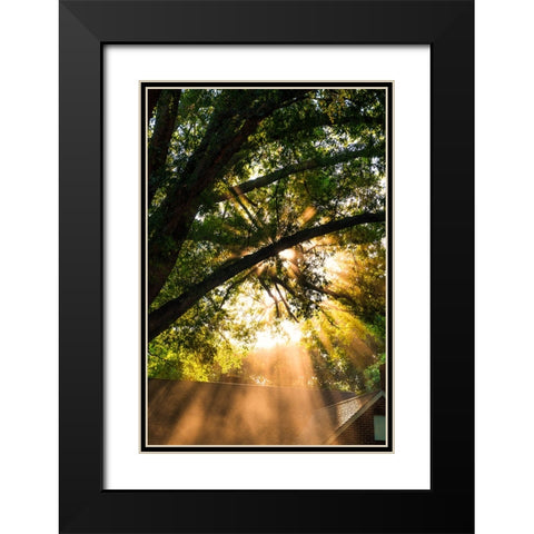 Morning Sunlight Black Modern Wood Framed Art Print with Double Matting by Malone, Will