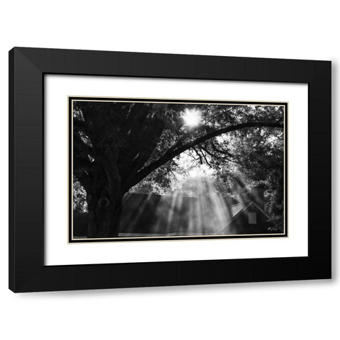 Morning Sunlight BW Black Modern Wood Framed Art Print with Double Matting by Malone, Will