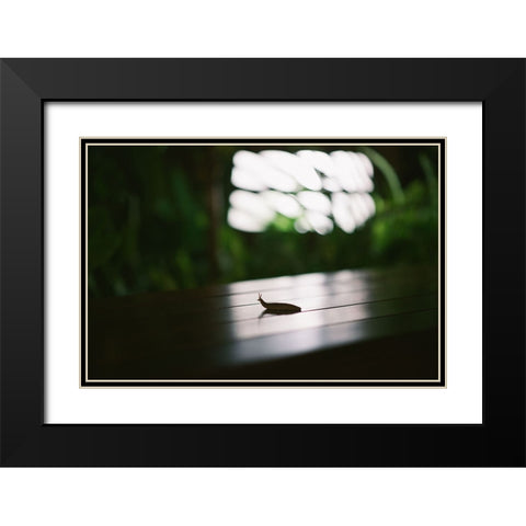 Nightlife snail Black Modern Wood Framed Art Print with Double Matting by Malone, Will
