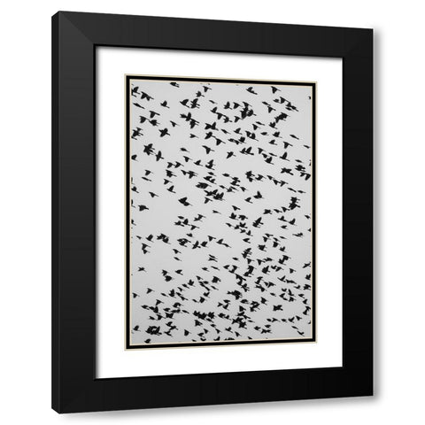 The Birds 2 Black Modern Wood Framed Art Print with Double Matting by Malone, Will