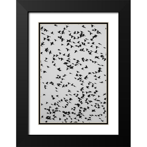 The Birds 2 Black Modern Wood Framed Art Print with Double Matting by Malone, Will