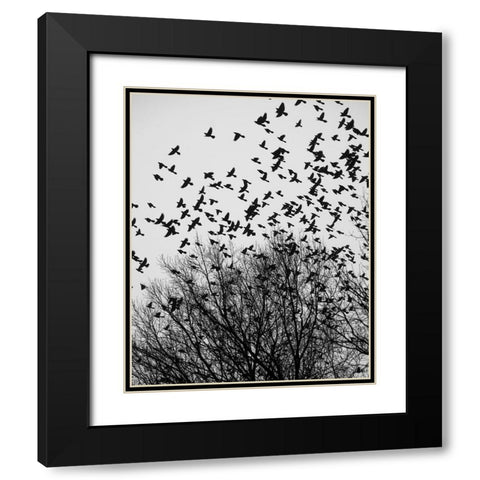 The Birds 3 Black Modern Wood Framed Art Print with Double Matting by Malone, Will