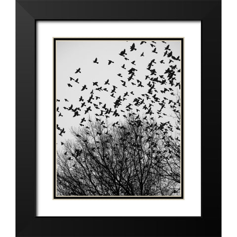 The Birds 3 Black Modern Wood Framed Art Print with Double Matting by Malone, Will