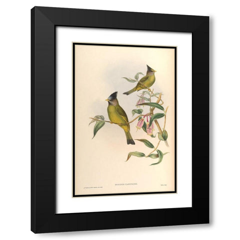 Spizixos Canifrons Black Modern Wood Framed Art Print with Double Matting by CAG