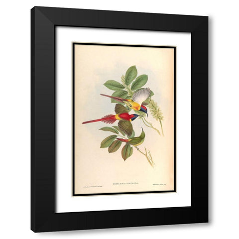 Nectarinia Ignicauda Black Modern Wood Framed Art Print with Double Matting by CAG